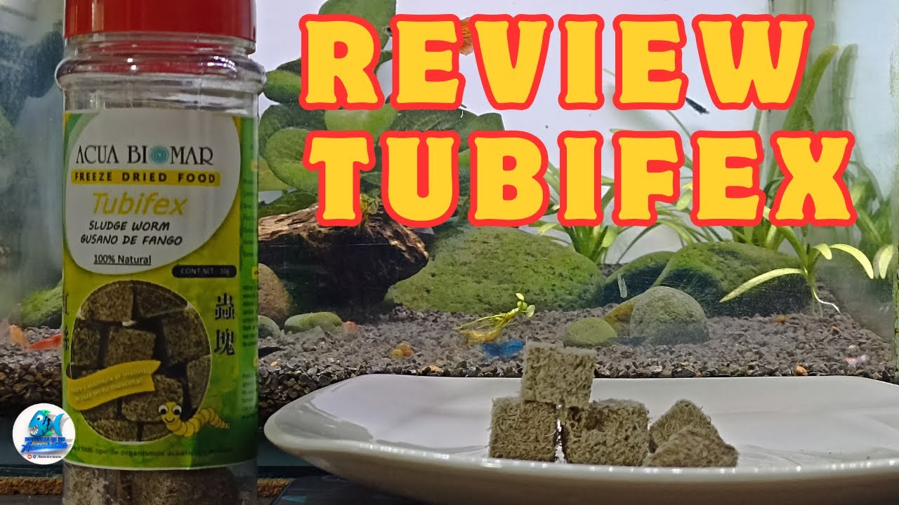REVIEW TUBIFEX GUSANO DE FANGO PARA PECES DE LA MARCA ACUA BIOMAR