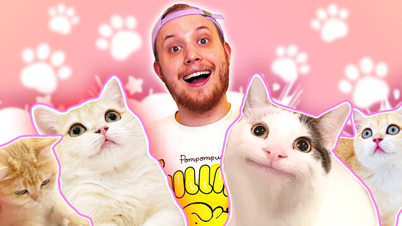 ŚMIESZNE KOTY w INTERNETACH !