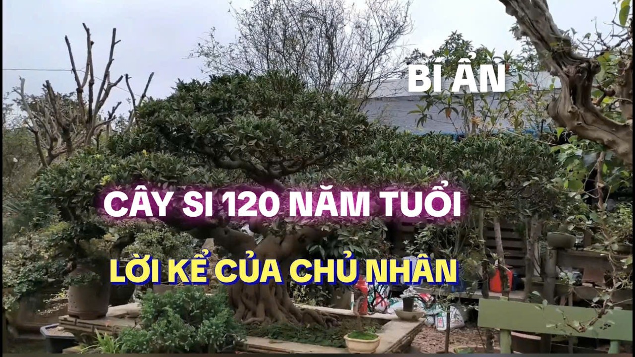 ĐỘC LẠ CÂY SI ĐÀI LOAN 120 TUỔI Ở NHÀ VƯỜN CÂY CẢNH ĐƯỜNG CỔ LINH, LỜI KỂ HẤP DẪN CỦA NHÀ VƯỜN