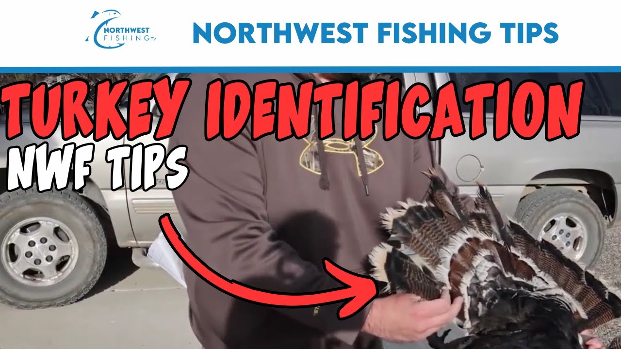 Turkey Identification | Northwest Fishing Tips