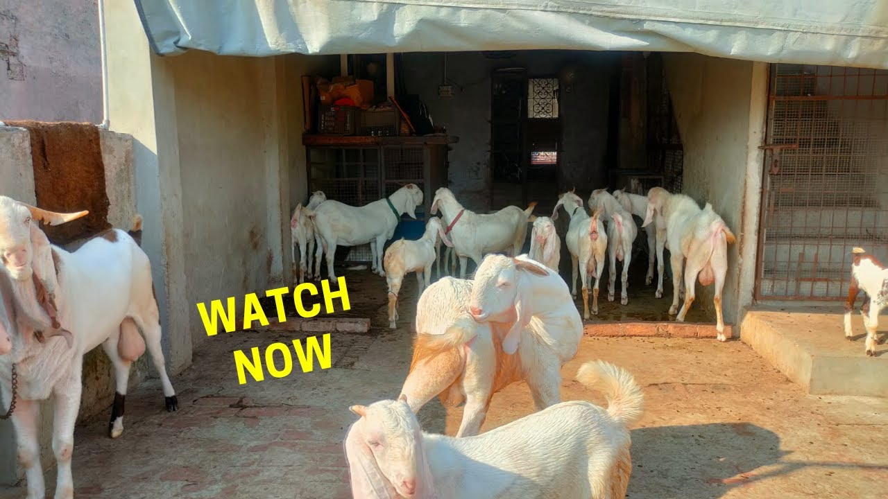 Pregnant Patira Female Bakriyaan Baccho Ke Sath
