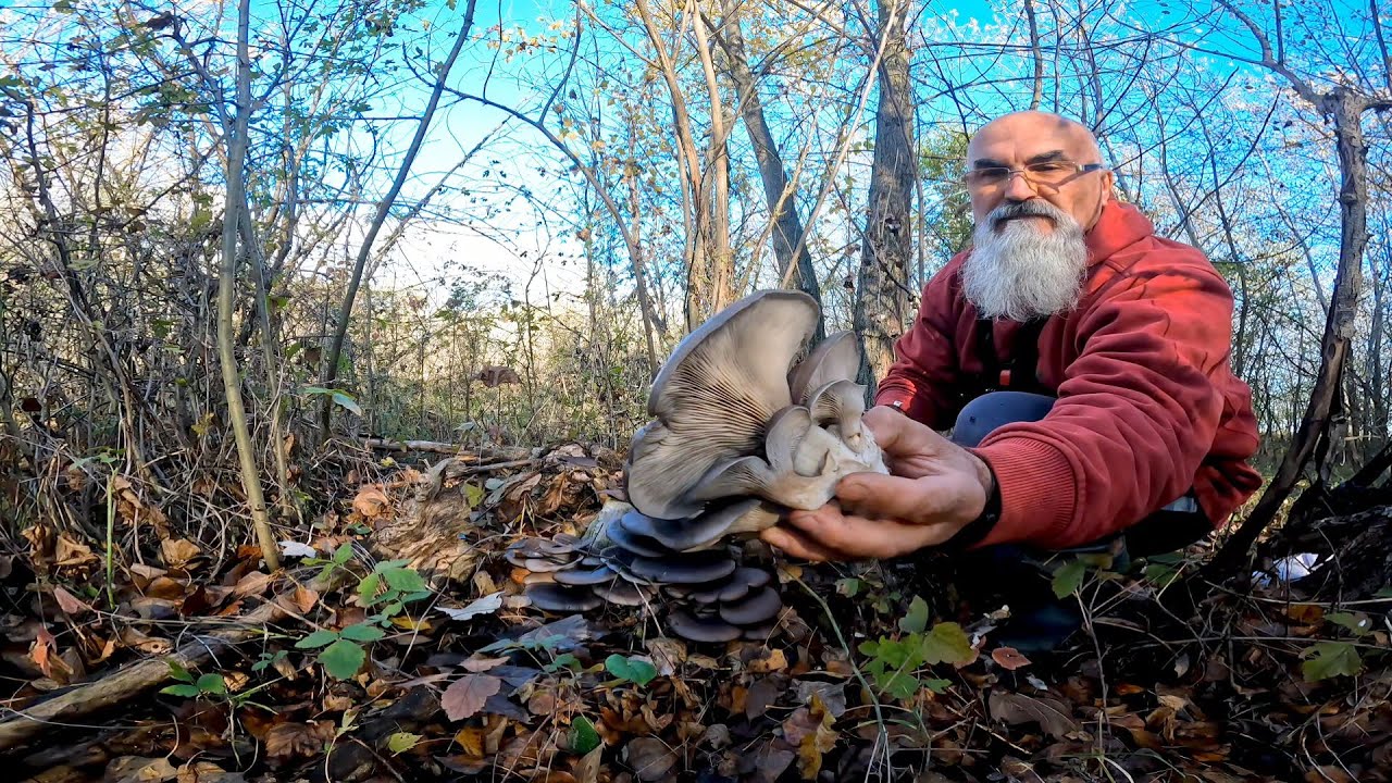 Trei dintr-o lovitură, Ghebe, Hribi + bonus Pleurotus!