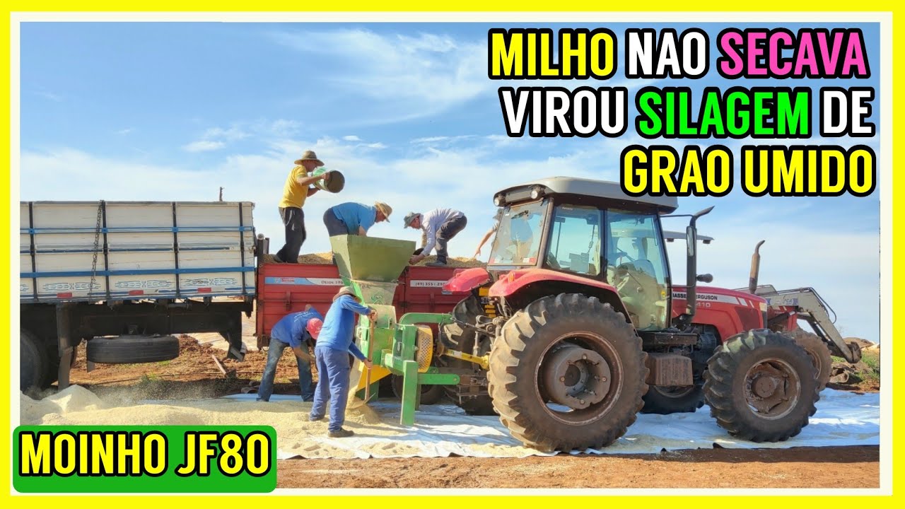 Fazendo GRÃO UMIDO com milho morto da geada (Moinho JF80)
