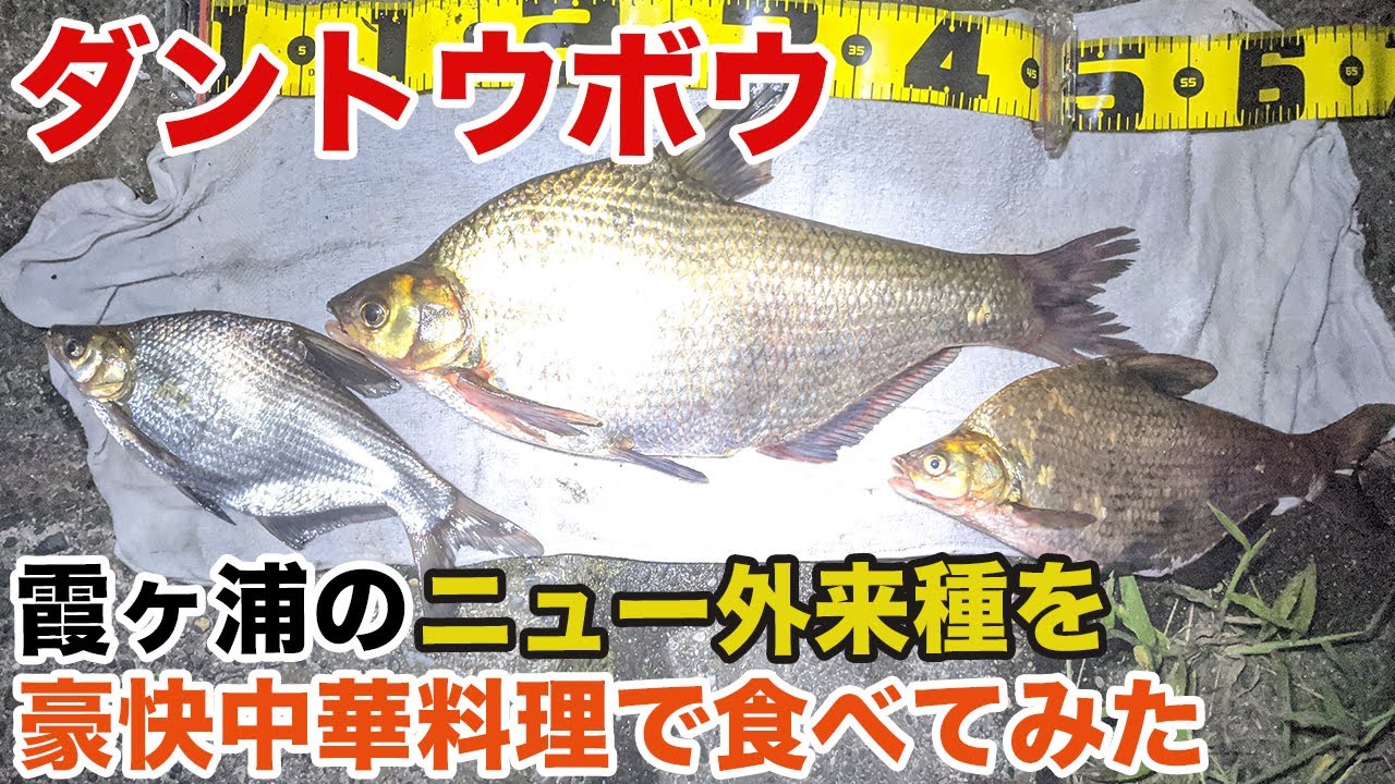 ダントウボウ、霞ヶ浦のニュー外来種を豪快中華で食べてみた