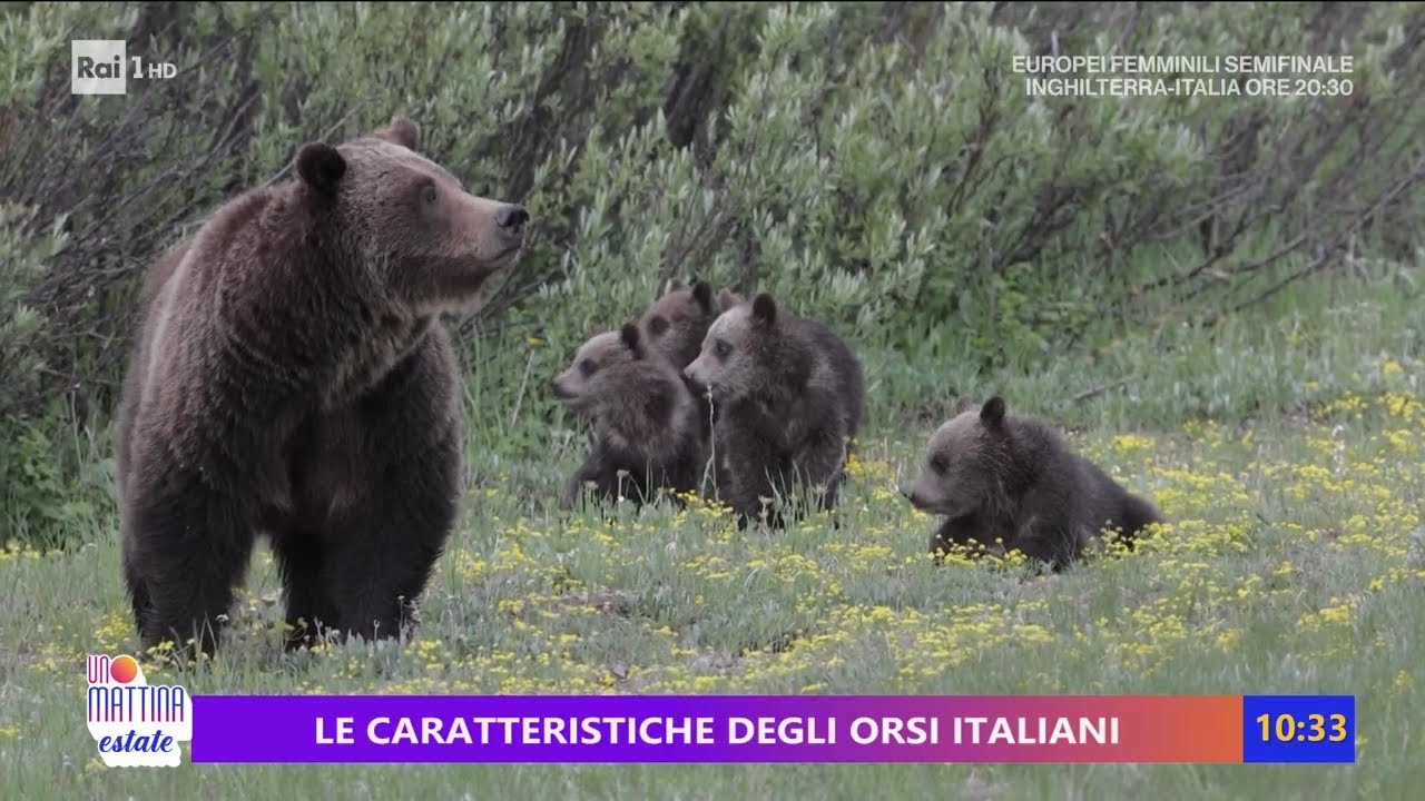 Come vive l'orso in natura - Unomattina Estate 22/07/2025
