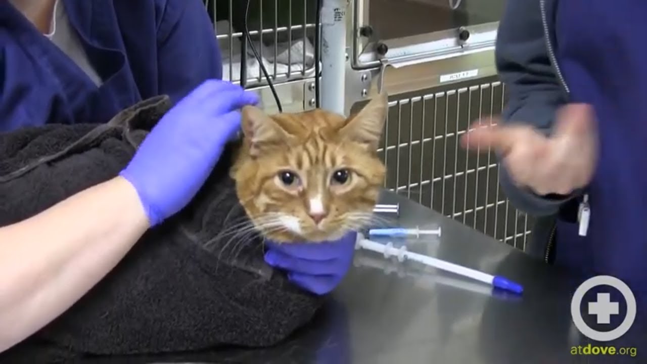 Как давать кошкам пероральные лекарства