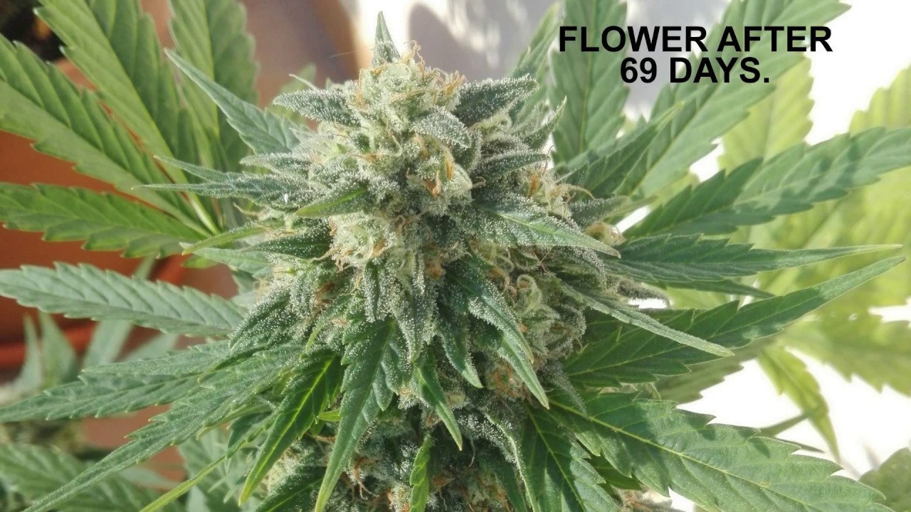 BLUEBERRY AUTOFLOWERING DAY TO DAY TRACKING WITH LOW POWER LIGHT, BULK SEED FROM GROWBARATO.NET.