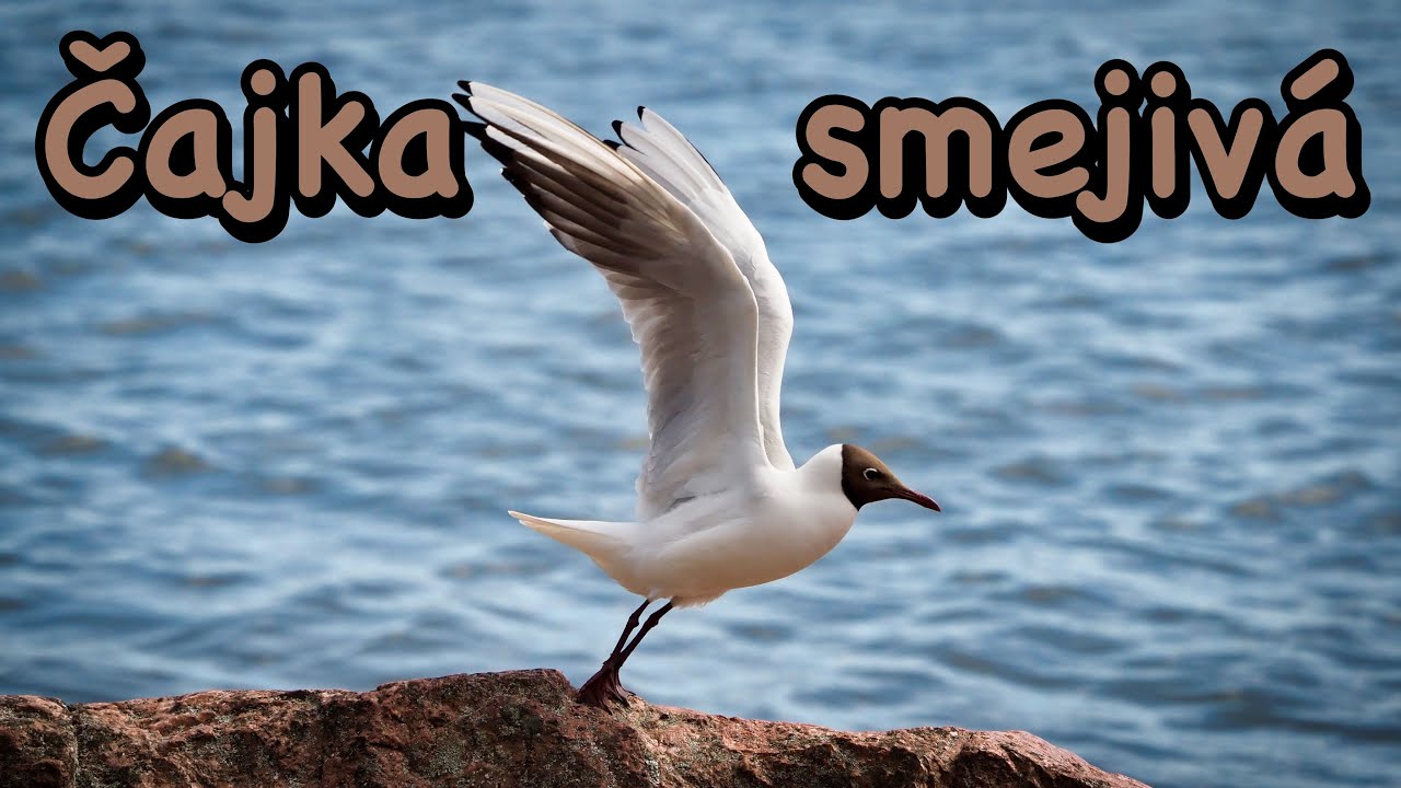 Čajka smejivá (Chroicocephalus ridibundus)