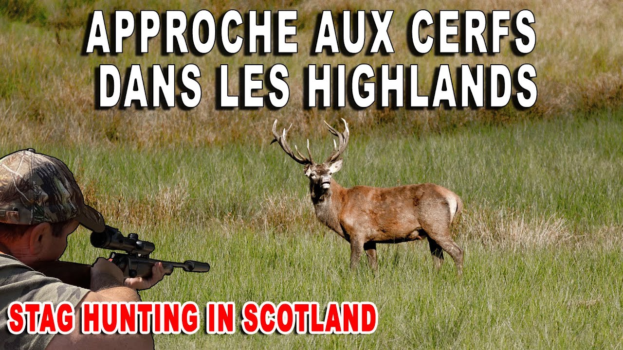 Approche aux cerfs en Écosse dans les Highlands