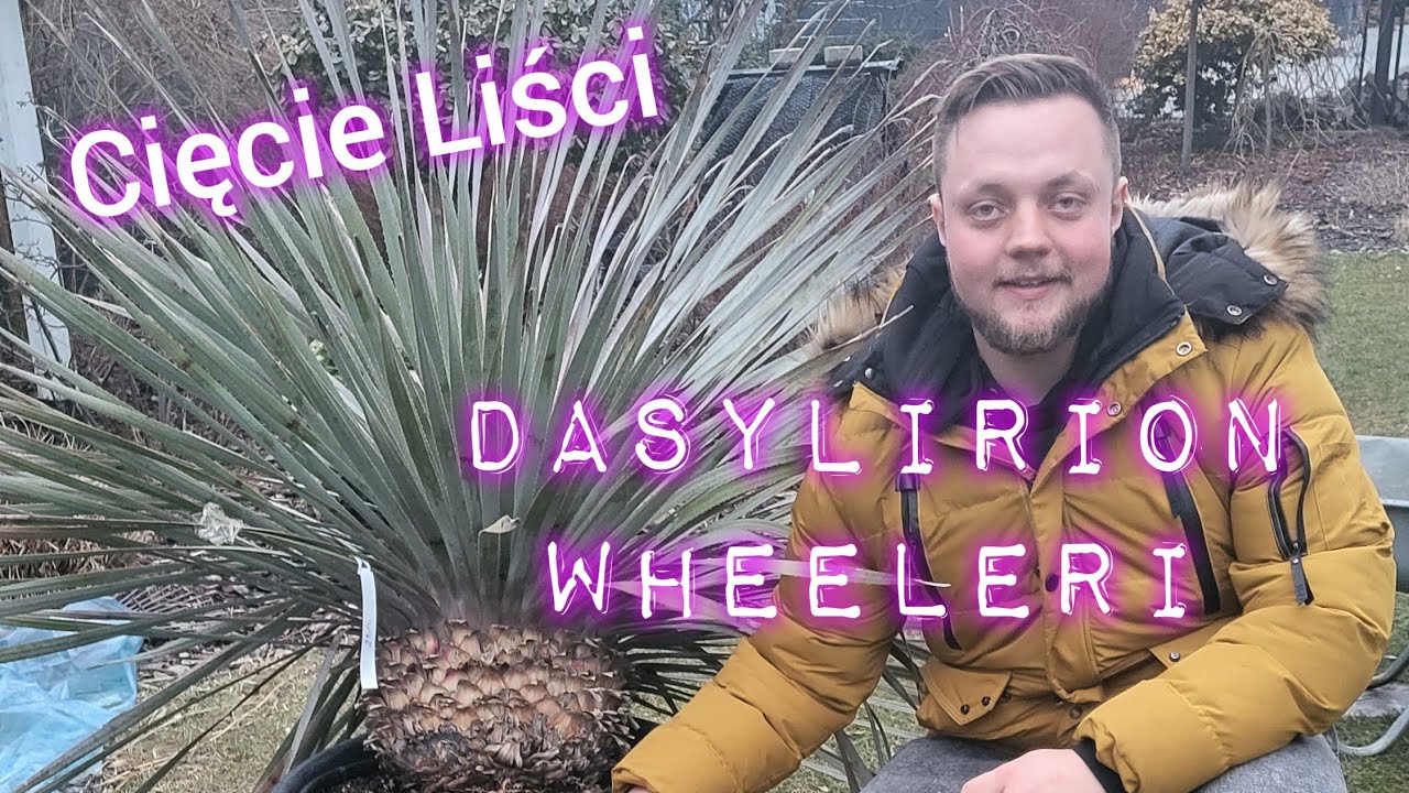 Dasylirion Wheeleri Trawa Drzewiasta - Przycinamy liście ✂️