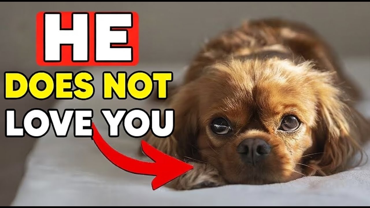 21 Signs Your Dog Actually HATES You (or Is Just Tolerating You)