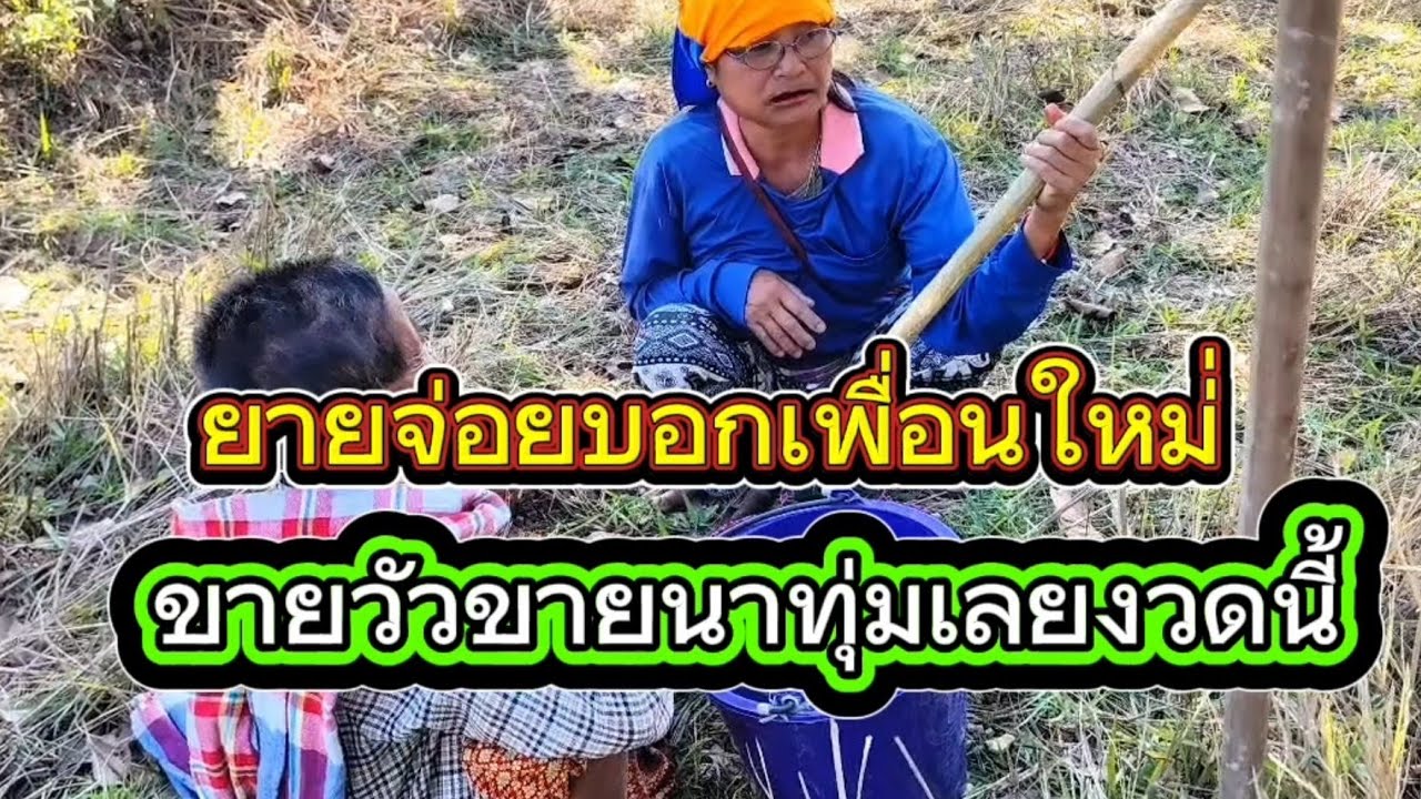 อย่างฮาเมื่อยายจ่อยบอกให้เพื่อนขายวัวทุ่มเลยงวดนี้