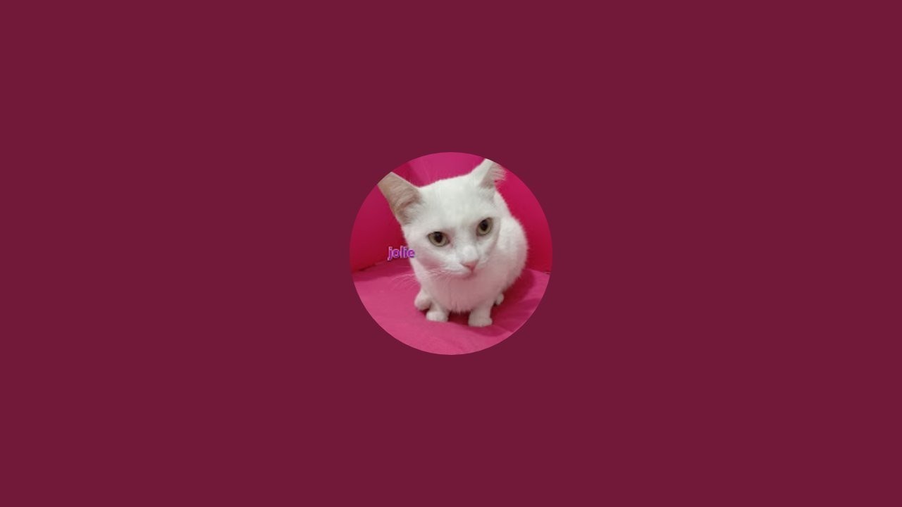 Amor pelos gatos 💓 está ao vivo!
