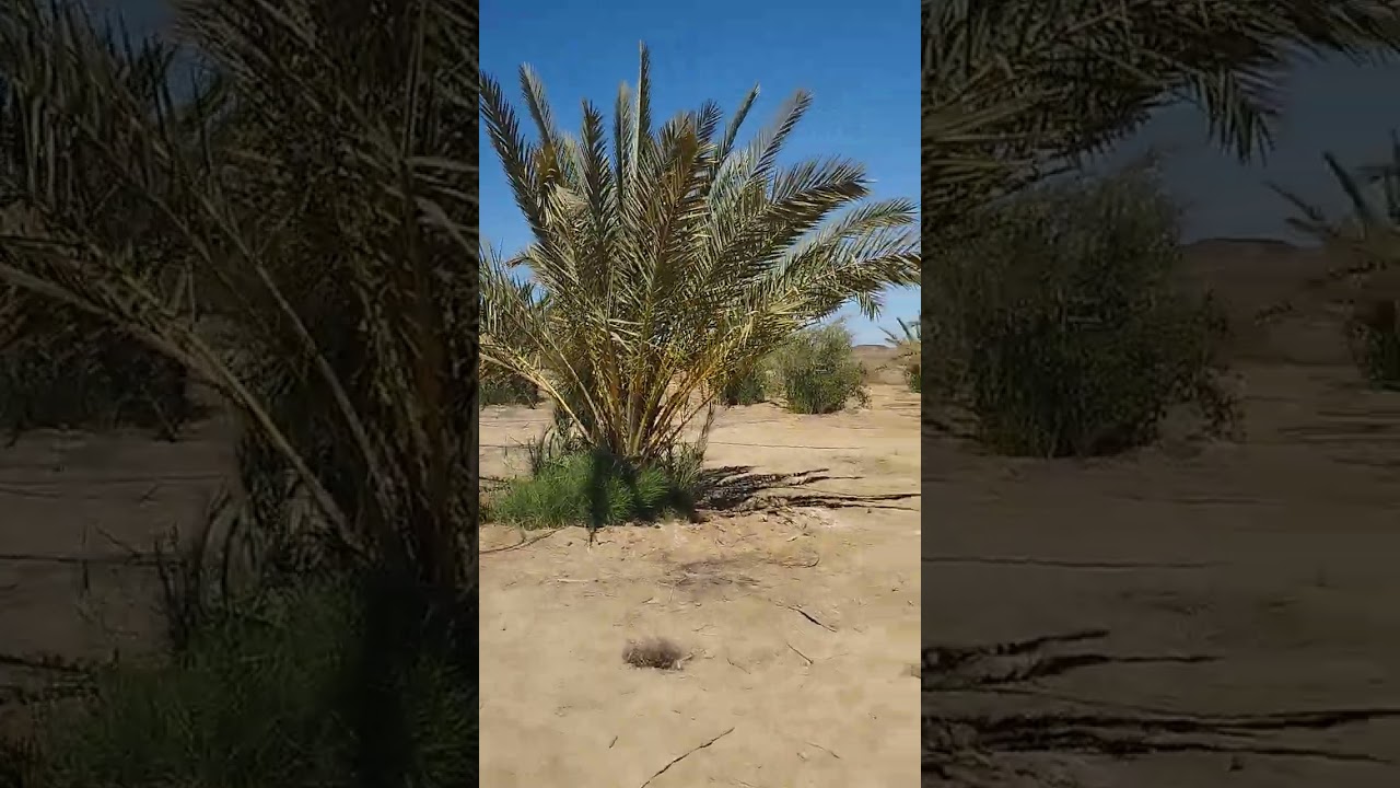 ٤٥فدان في الواحات البحرية قريه منديشه ٣كيلو ونص من اسفلت القاهره الواحات الرائيسي 01220013039