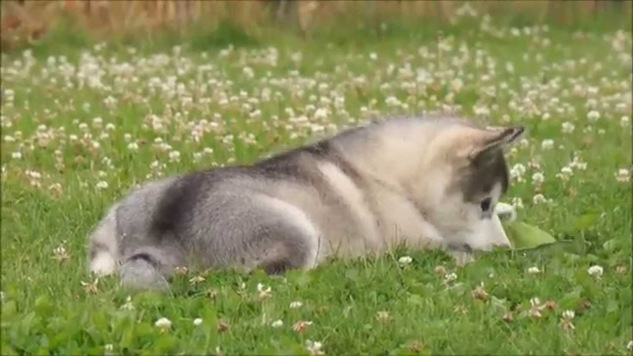 Alaskan Malamute Puppy 10 Weeks Old