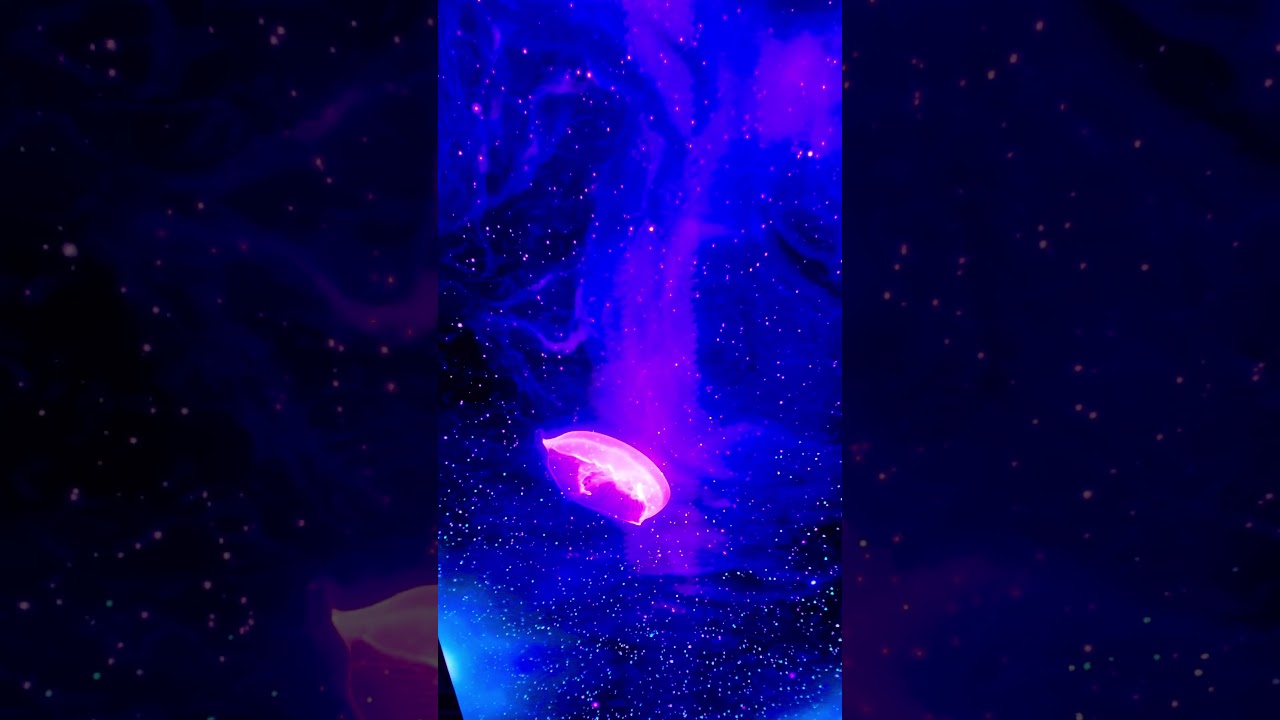 Trippy Jellyfish Projection Show at SeaWorld San Diego