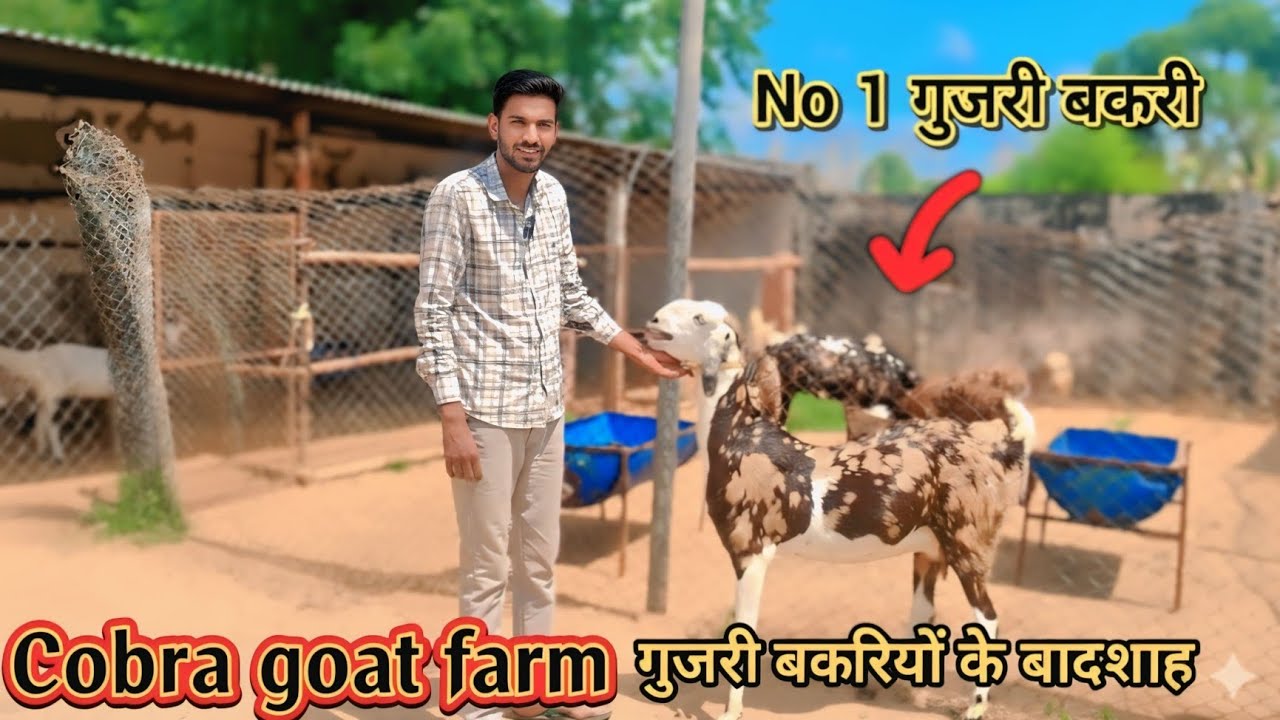 Gujri Goat Farming Business: The Secret to Success by Cobra Goat Farm 🐐