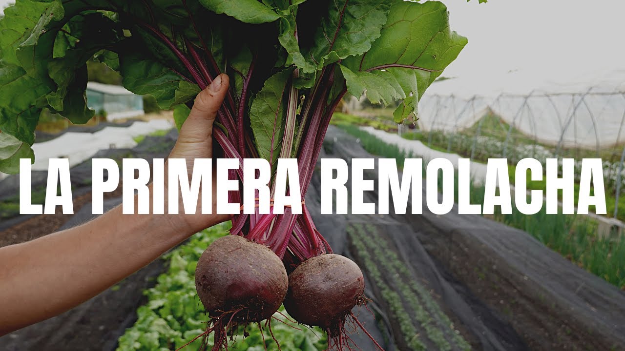 La primera remolacha
