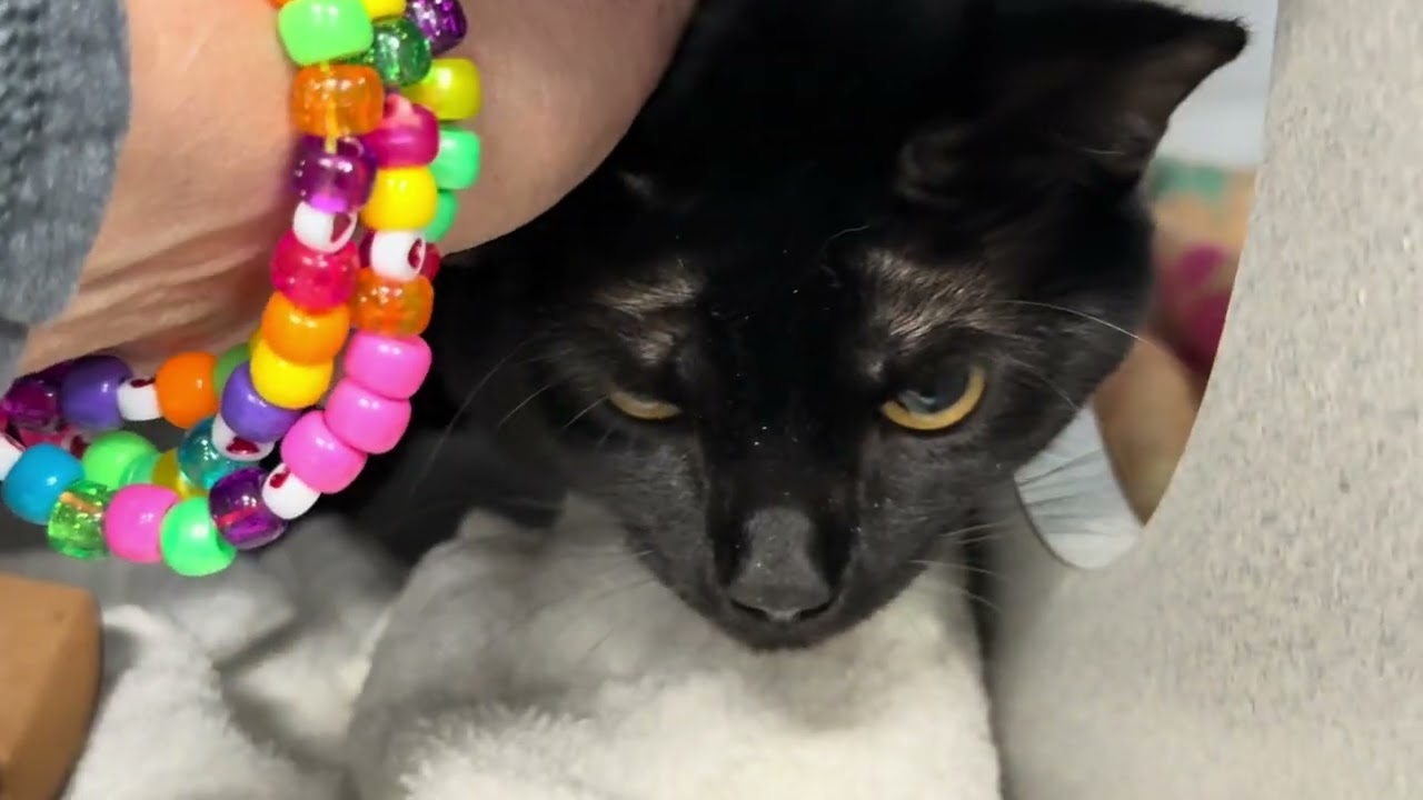 HiHat 241589 "достигает цели", принимает домашних животных♥️
