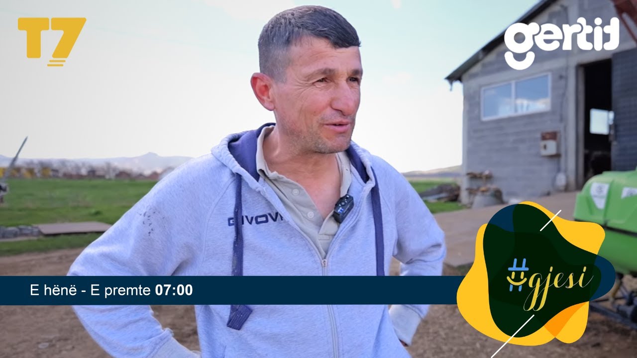 Ferma e dy vëllezërve me 46 krerë lopë dhe toka e tyre e mbjell me grurë | #gjesi | T7