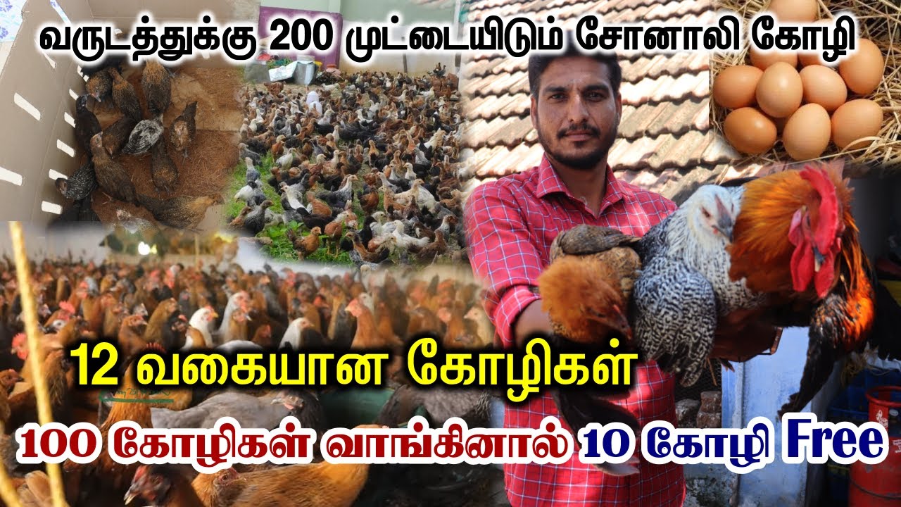 வருடத்துக்கு 230முட்டையிடும் சொனாலி கோழி | 100 கோழிகள் வாங்கினால் 10 கோழி இலவசம் | Sonali Kozhi