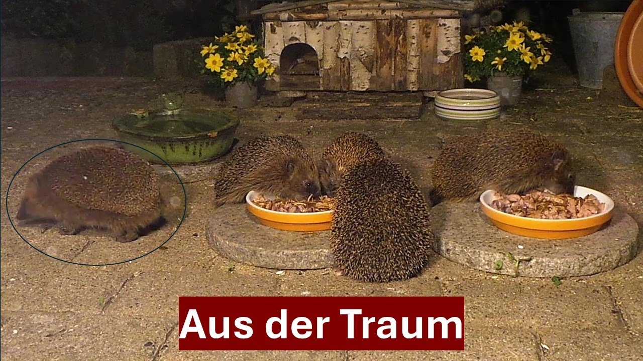 Igel Ratzfatz und sein gescheitertes Rendezvous, Nr. 197 (01.06.2024))