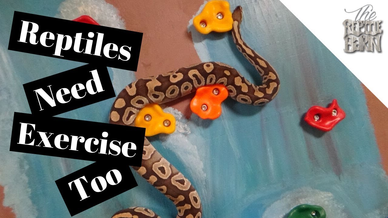 Reptile Fitness 101