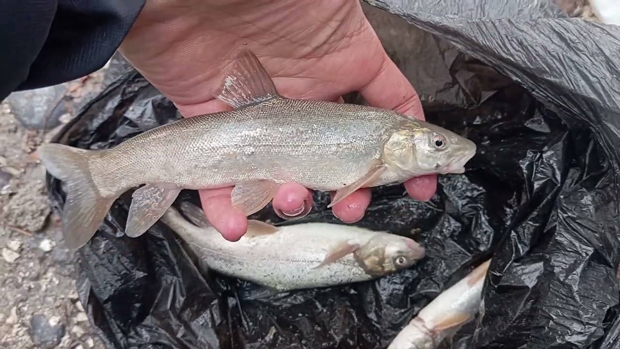 Маринка ови Самарканд Ургут сойида 