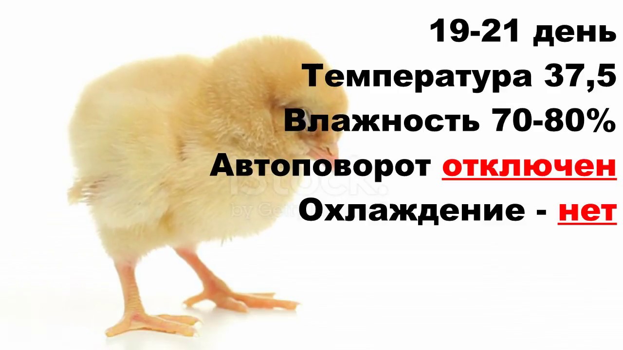 Лучший режим инкубации куриных яиц в бытовом инкубаторе 👍 Таблица инкубации цыплят 🐥 Инкубация кур