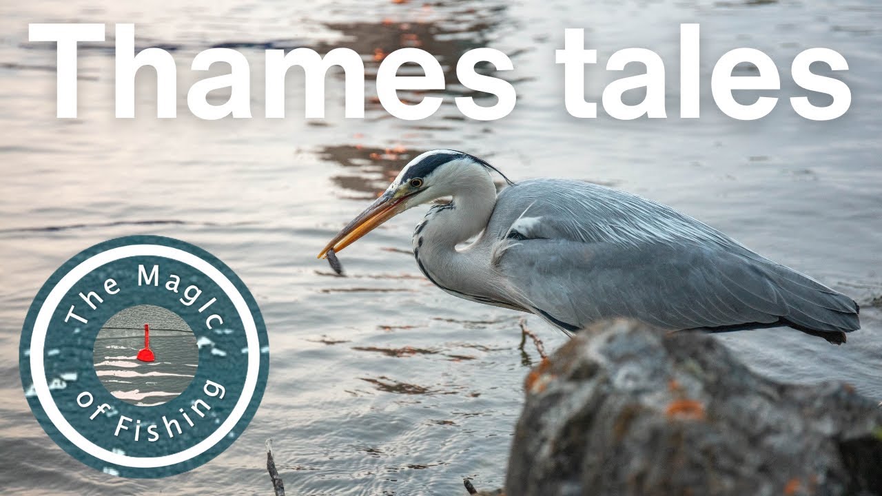 Fishing tales from the River Thames