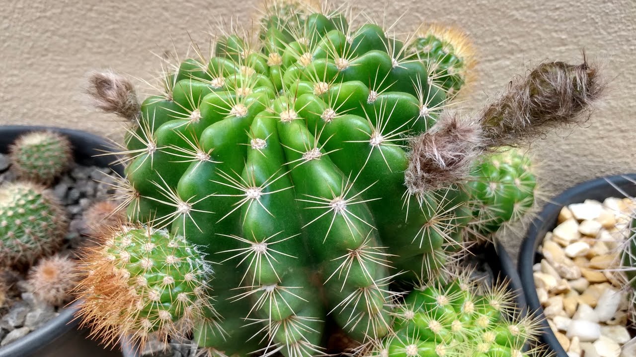 IDENTIFICAÇÃO DE 50 ESPÉCIES DE CACTOS DA MINHA COLEÇÃO