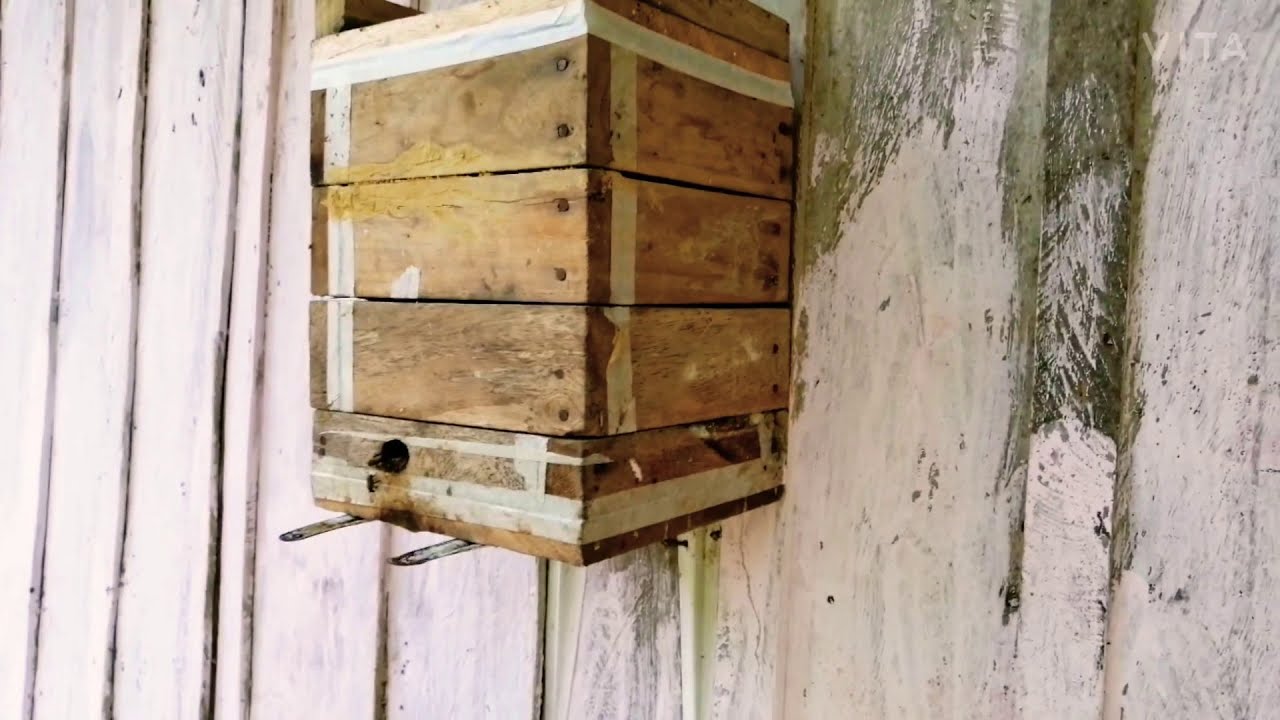 división de melipona eburnea exitosas! proceso completo.