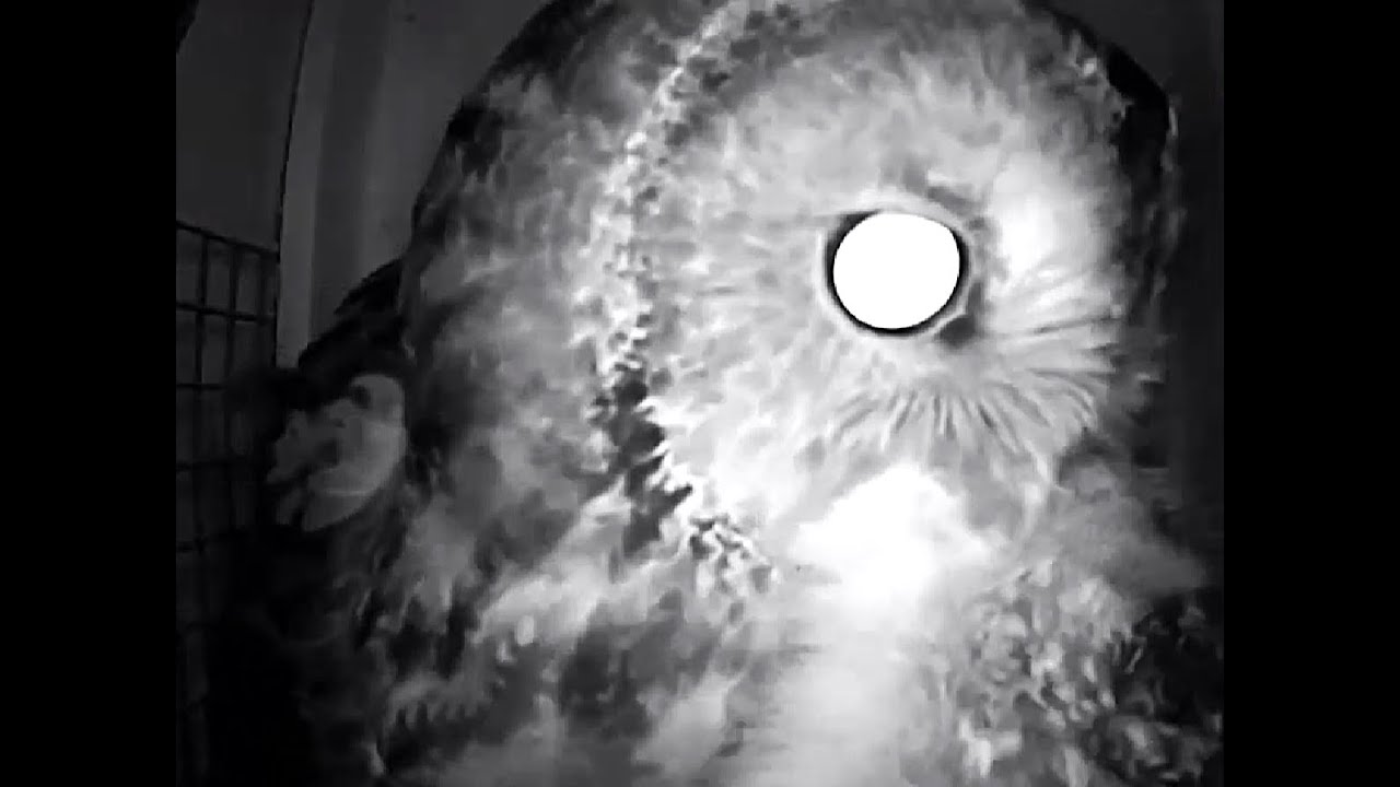 Hans Nature Channel Tawny Owls,  Prey Transfer Outside, Female Brings In Big Prey,  06 04 2025
