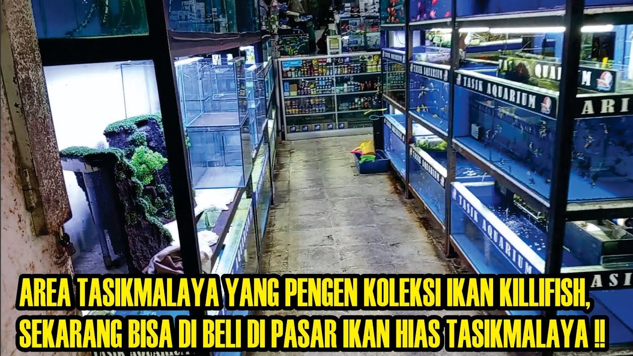 Cod ikan killifish ke pasar ikan hias tasikmalaya‼️killifish guentheri red