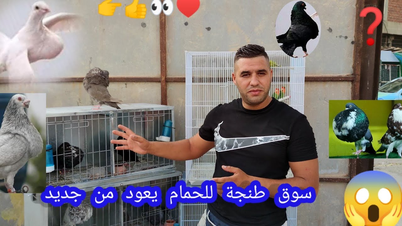 عدنا من سوق 🦜👉👀👍طنجة إلى❓🇩🇿✈️ فترة الولاعة الحمام من جديد  palomas de Maroc tanger 🇺🇸🇲🇦👍