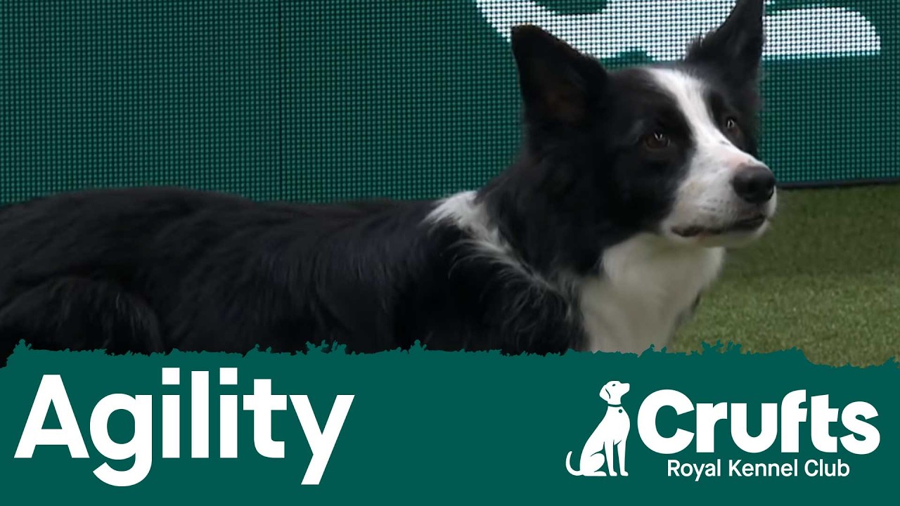 Crufts Singles Final: Intermediate and Large (Agility) Part 1 | Crufts 2026