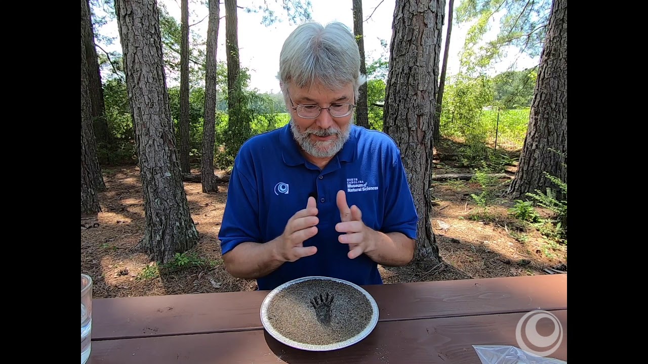 Naturally Curious With Bob Alderink: Making an Impression: How to Cast Animal Tracks