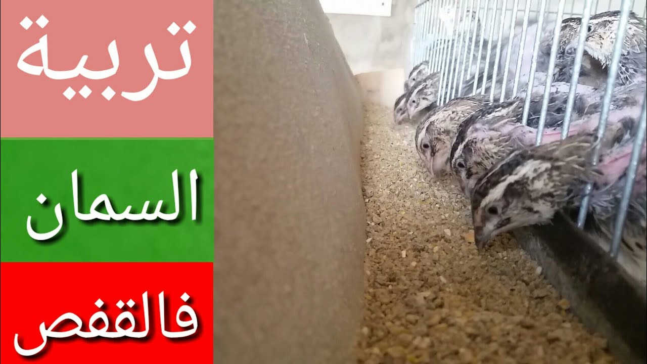 تربية السمان فالقفص بالبيت  من أجل بيض  وطريقة العلف فيديو تفقيس 👇