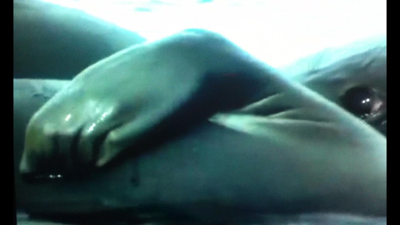 Have you seen a Seal scratching its back?
