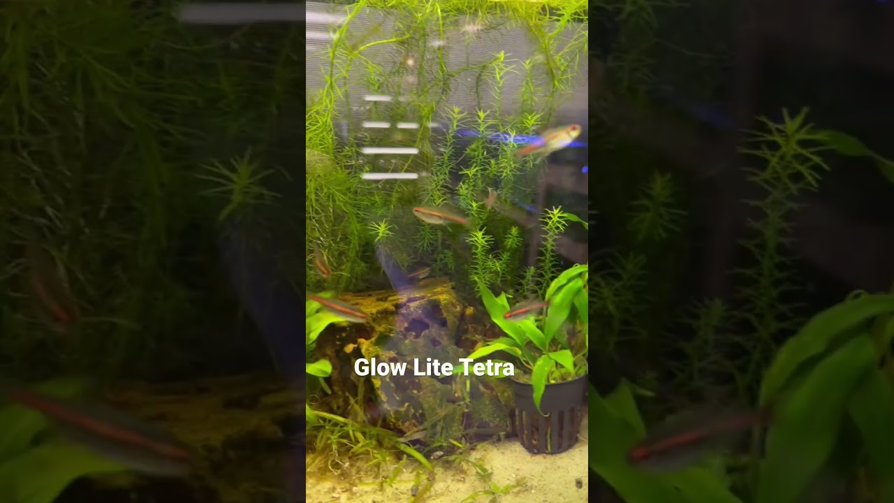 Glow Light Tetra