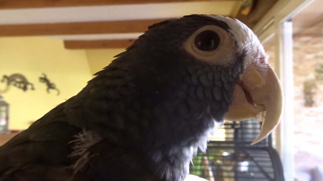 Loro - Comiendo pipas y hablando tonterías
