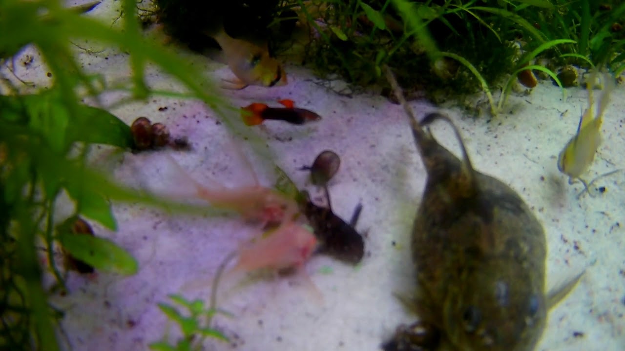 La importancia de tener Corydoras con un sustrato arenoso/ Tip corto