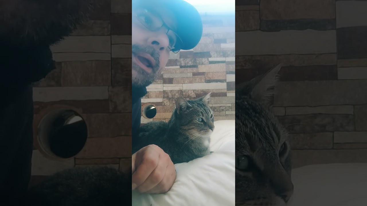 Diferido Bienestar Animal Gatos Modepran Carlet