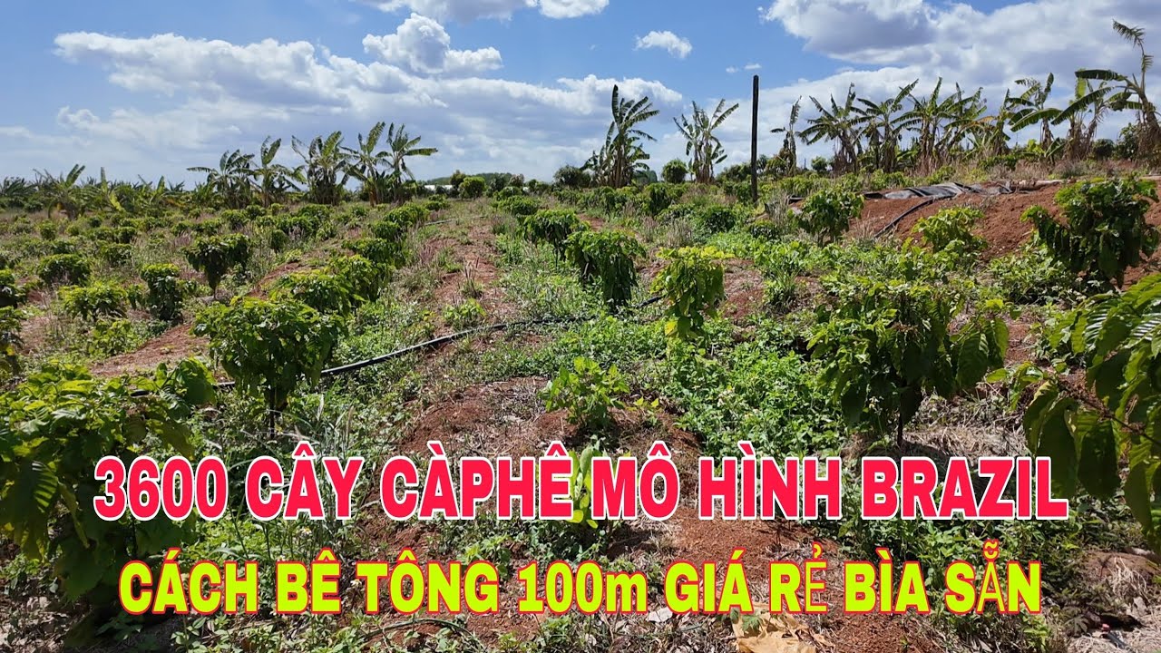 1,9ha 3600 cây càphê mô hình BRAZIL cách bê tông 100m giá rẻ 