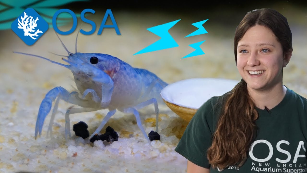 This Crayfish is ELECTRIC! ⚡🦞⚡