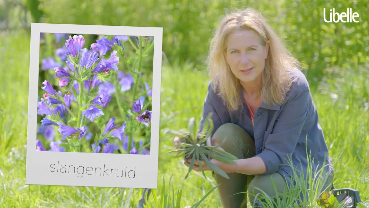 Snel meer bloemen in je gazon? (i.s.m Libelle Nest)