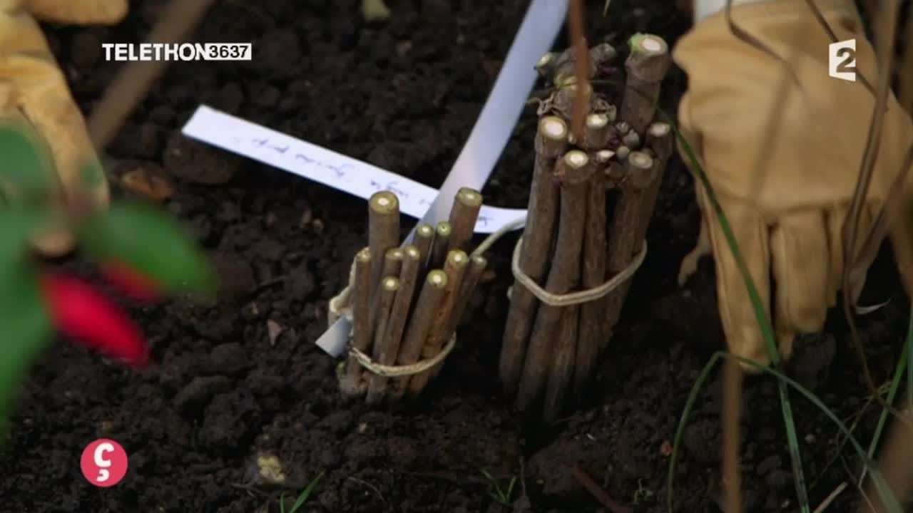 [JARDINAGE] Comment réussir vos boutures sur bois sec #CCVB