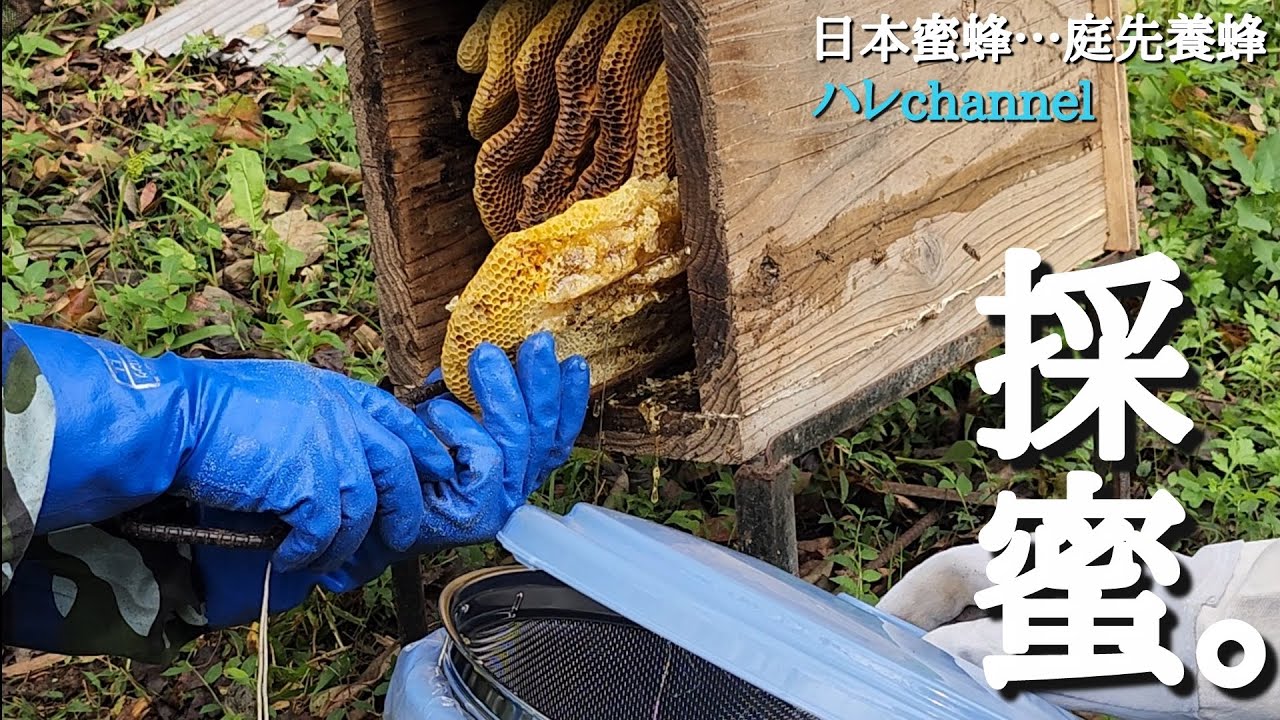 【日本蜜蜂】…庭先養蜂  同級生の採蜜の様子。撮影させてもらいました。