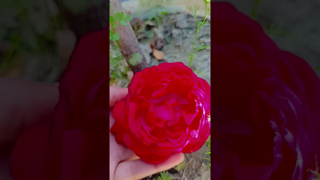##dildooba##