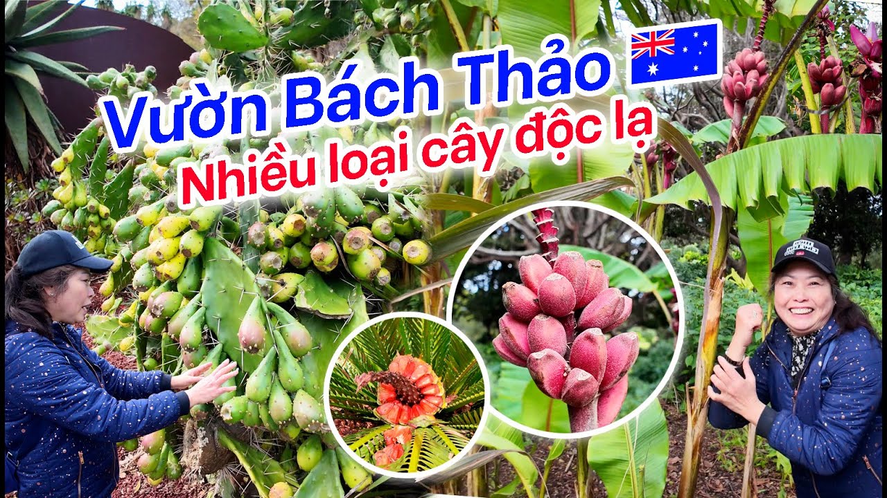 Vườn Bách Thảo Lớn Nhất Sydney Úc 🇦🇺 Nhiều Loại Cây Độc Lạ | Royal Botanic Garden Australia